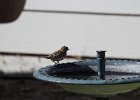 Cassin's Finch (10)
