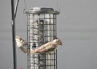 Cassin's Finch (16)