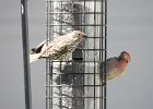 Cassin's Finch (17)