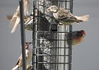 Cassin's Finch (18)