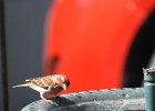 Cassin's Finch (4)