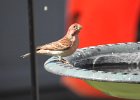 Cassin's Finch (5)