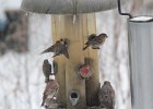House Finch (12)