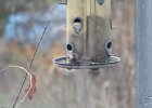 House Finch (14)