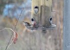 House Finch (15)