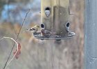 House Finch (16)