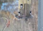 House Finch (17)