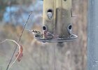 House Finch (18)