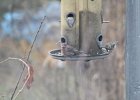 House Finch (19)