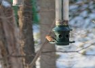 House Finch (2)