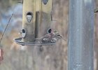 House Finch (20)