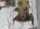 House Finch (21)