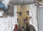 House Finch (22)