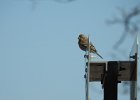 House Finch (23)