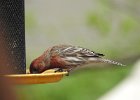 House Finch (25)