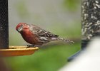 House Finch (26)