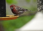 House Finch (27)