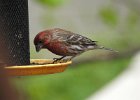House Finch (28)