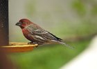 House Finch (29)