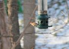 House Finch (4)