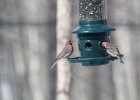 House Finch (6)