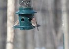 House Finch (7)