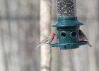 House Finch (9)