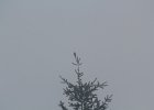 Red Crossbill (2)