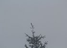 Red Crossbill (3)