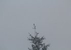 Red Crossbill (4)