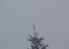 Red Crossbill (5)