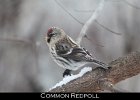081 - 958 Common Redpoll