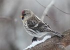 101Common Redpoll