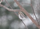 Common Redpoll (63)