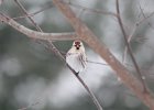 Common Redpoll (64)