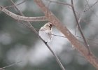 Common Redpoll (65)