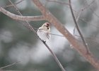 Common Redpoll (66)