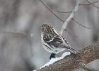 Common Redpoll (67)