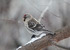 Common Redpoll (68)