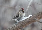 Common Redpoll (69)