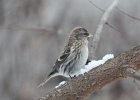 Common Redpoll (70)