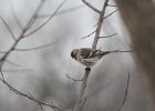 Common Redpoll (71)