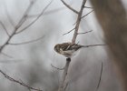 Common Redpoll (72)