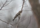 Common Redpoll (73)