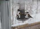 Common Redpoll (74)