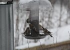 Common Redpoll (75)