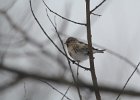 Common Redpoll (76)