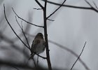 Common Redpoll (77)