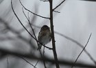 Common Redpoll (78)