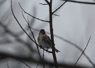 Common Redpoll (79)